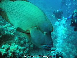 Large 1.5m Napoleon Wrasse just cruising between us and l... by Trevor Flanagan 